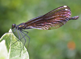 Ebony Jewelwing